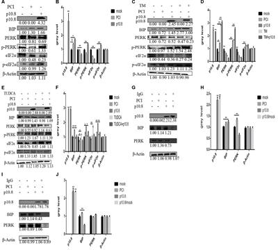 Endoplasmic Reticulum Stress Mediated MDRV p10.8 Protein-Induced Cell Cycle Arrest and Apoptosis Through the PERK/eIF2α Pathway